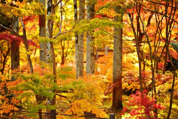 Herfst, de mooiste tijd van het jaar voor boswandelingen